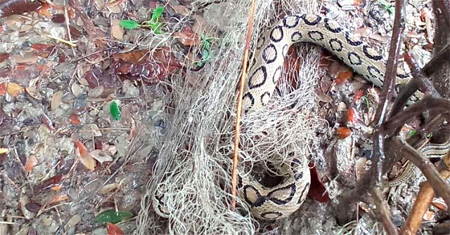 কলাপাড়ায় মাছ ধরার জালে রাসেলস ভাইপার