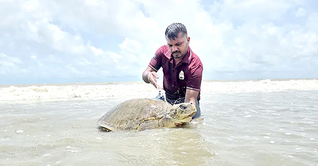 কুয়াকাটা সৈকতে মিললো বিরল প্রজাতির ‘অলিভ রিডলি’ কচ্ছপ