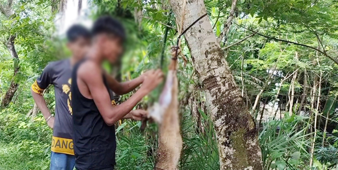 শিয়ালের মাংসে ভূরিভোজ