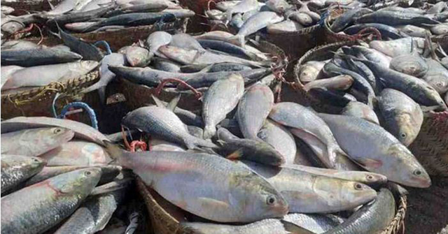 মেঘনা ও তেঁতুলিয়া নদীতে ঝাঁকে ঝাঁকে ধরা পড়ছে ইলিশ, দাম চড়া