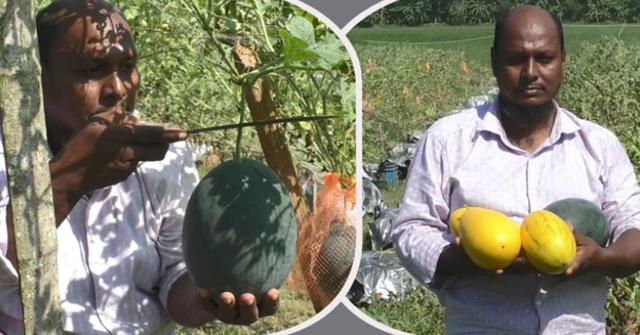 ভোলায় মালচিং পদ্ধতিতে তরমুজ চাষে সফল আকতার