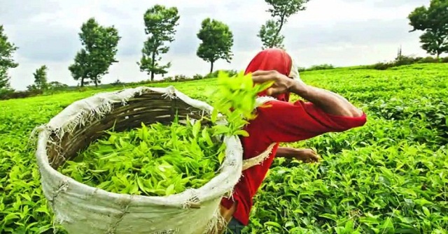 সেপ্টেম্বরে দেশে রেকর্ড চা উৎপাদন