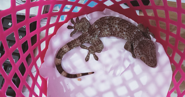 মনপুরায় পাচারকালে কোটি টাকার তক্ষক উদ্ধার