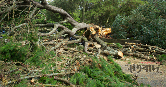 সোহরাওয়ার্দী উদ্যানের গাছ কাটা বন্ধের নির্দেশ