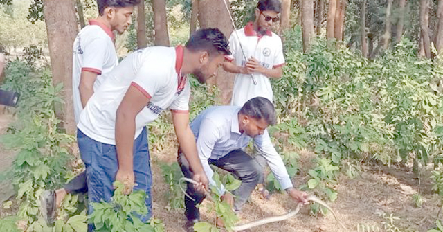 সাতদিন চিকিৎসা শেষে বনে অবমুক্ত হলো দাঁড়াশ সাপ