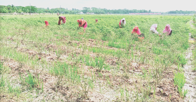 কুয়াকাটায় ক্ষতির মুখে সাড়ে তিন হাজার মরিচ চাষি