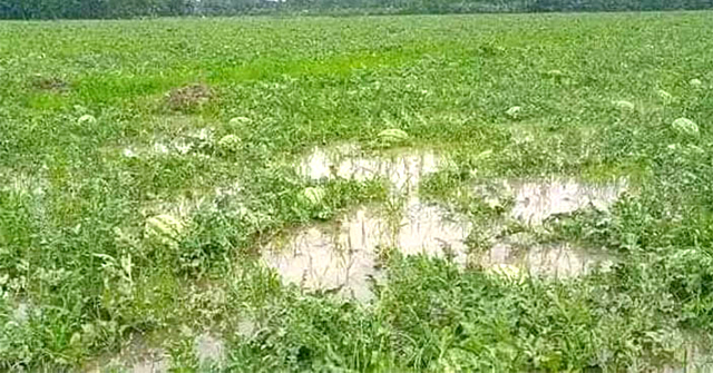 বরগুন‍ায় তরমুজ ক্ষেতে বৃষ্টির পানি, শঙ্কিত চাষিরা