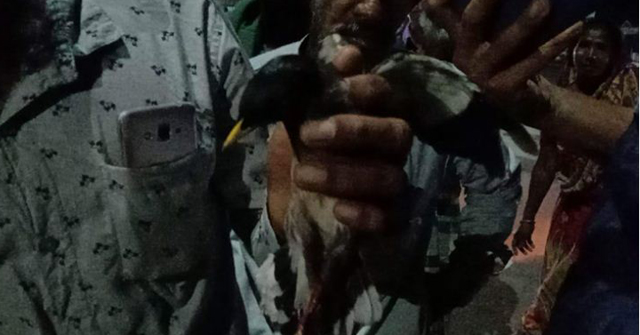 বৈদ্যুতিক তারে আটকে পড়া শালিক উদ্ধার করল ফায়ার সার্ভিস