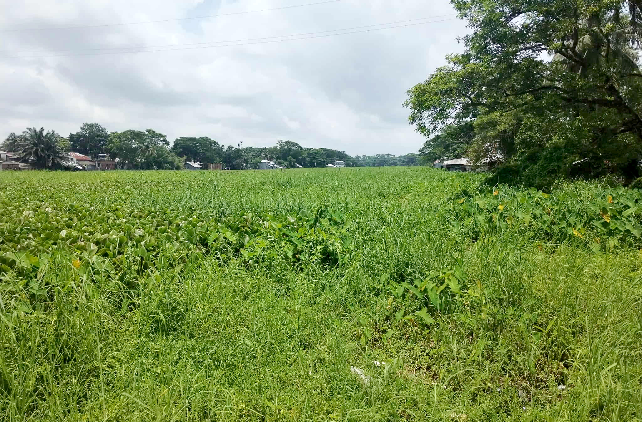 আমতলীতে মশার কারখানা চাওড়া খাল, ডেঙ্গু আতংকে ২০ গ্রামের মানুষ