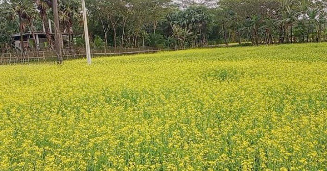 আমতলীতে সরিষার বাম্পার ফলনের আশা কৃষকদের