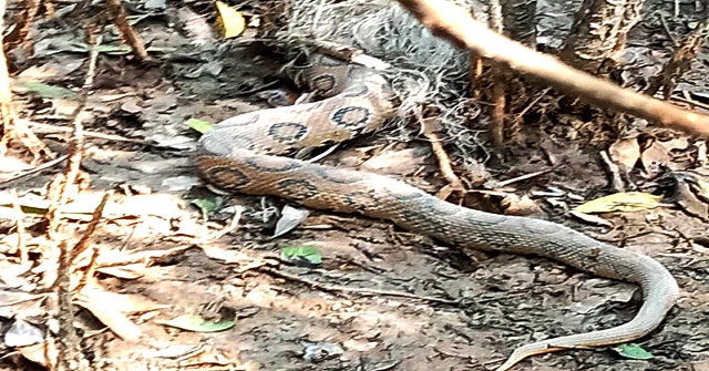 মনপুরা রাসেল ভাইপার উদ্ধার, বনে অবমুক্ত