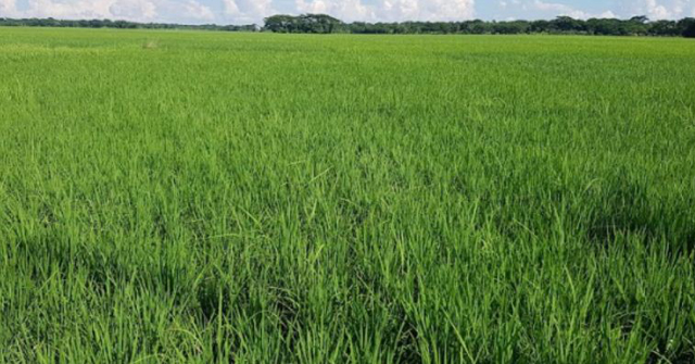 সবুজের সমারোহে সোনালি স্বপ্ন