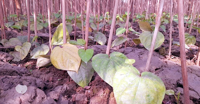 ঝালকাঠিতে শীতে ফসলে পোকার আক্রামন, ঝড়ে যাচ্ছে পান 