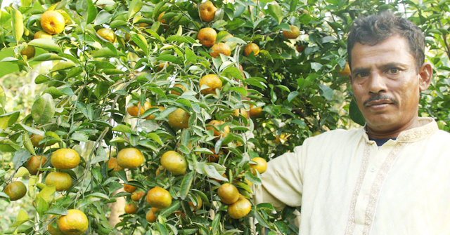 মঠবাড়িয়ায় কমলা ও মালটা চাষে স্বাবলম্বী হচ্ছে যুবকরা