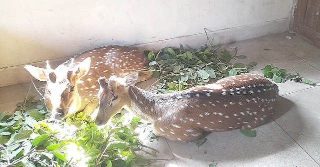 পটুয়াখালীতে তরমুজখেত থেকে দুটি চিত্রা হরিণ উদ্ধার