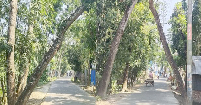 সড়কের উপর নুয়ে পড়েছে গাছ, যান চলাচলে ঝুঁকি